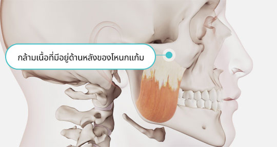 กล้ามเนื้อที่มีอยู่ด้านหลังของโหนกแก้ม